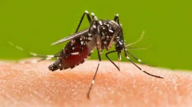 Keep these things in mind to avoid dangerous diseases like dengue, malaria during the rainy season