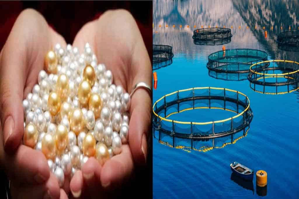 pearl-farming