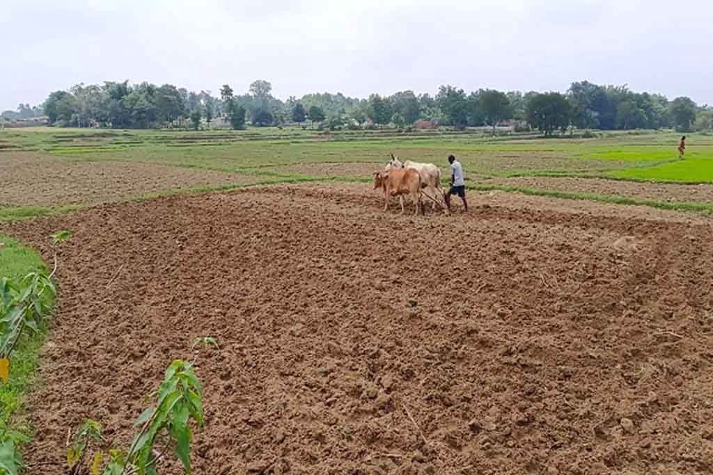 Plantation