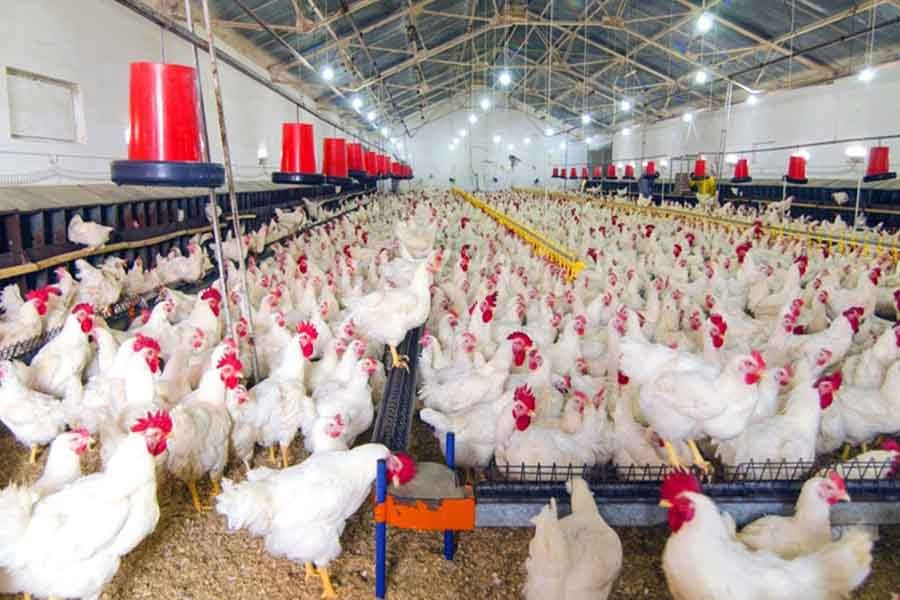 poultry-farm