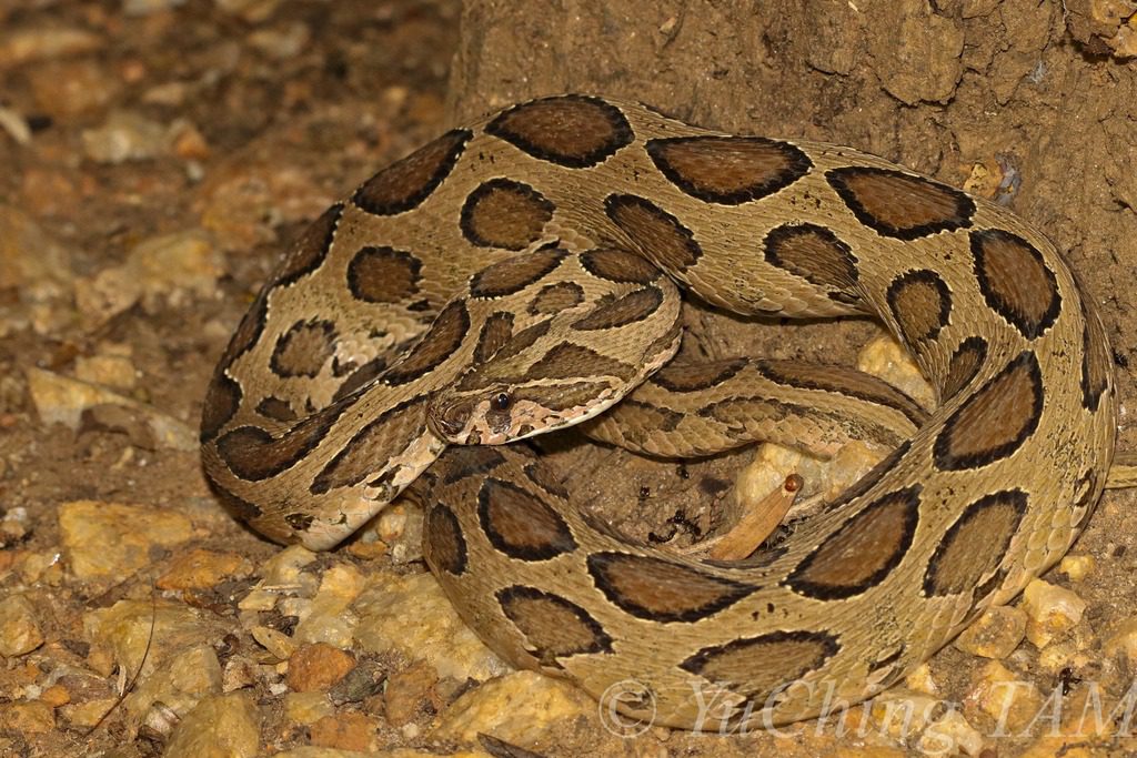 Russell Viper