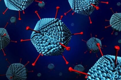 Adenovirus 2