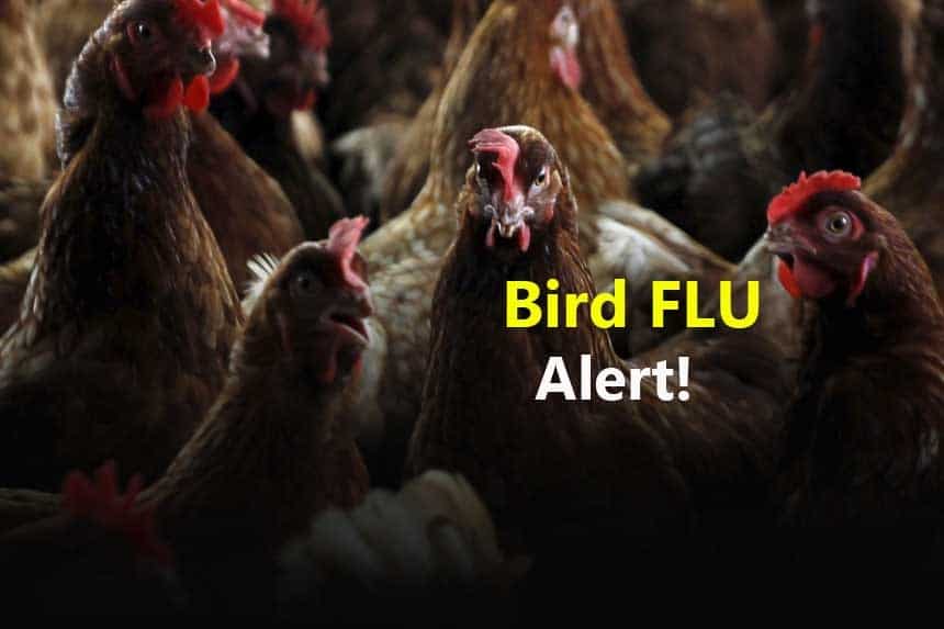 Bird Flu 2