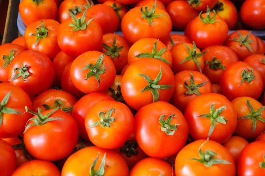 tomatoes