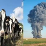 Southfork Dairy Farm