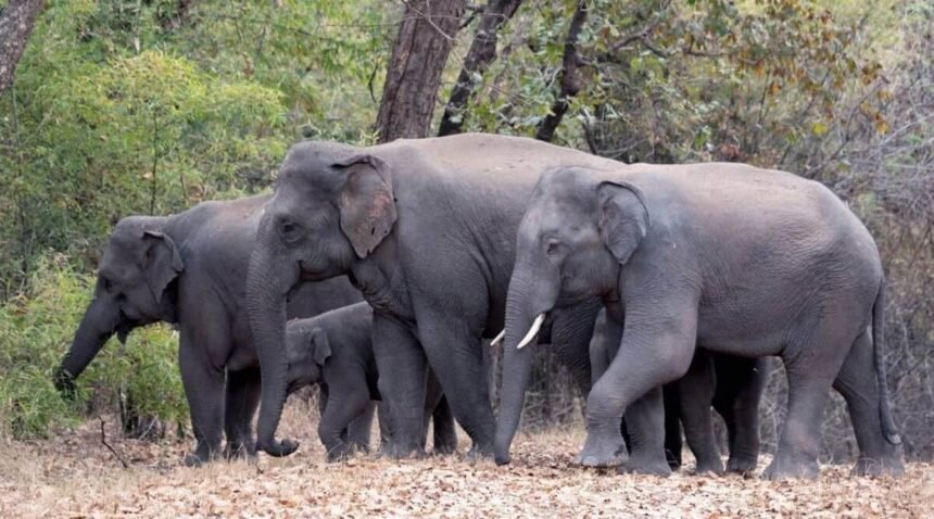 Wild Elephants