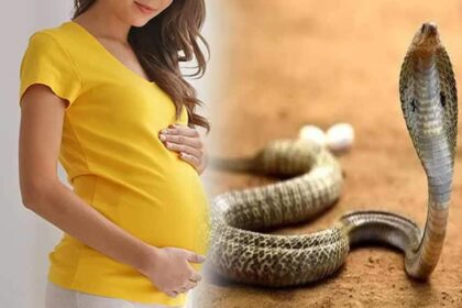 Why snake does not bite a pregnant