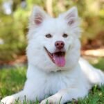 A person in China announced a reward of about 11 crore rupees to the person who finds his pet dog.