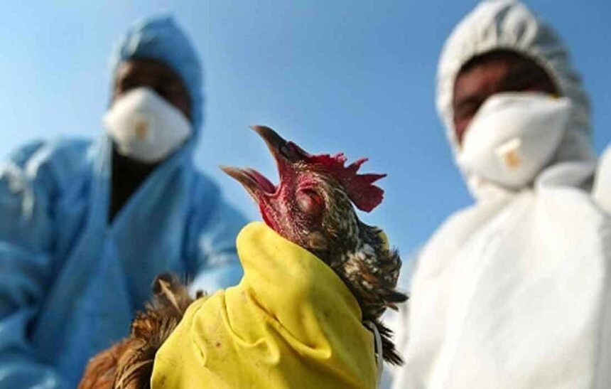 Bird Flu! Beware Cases have been found in many states of the country, Like Maharashtra, Himachal Pradesh, Haryana, Rajasthan, Madhya Pradesh.
