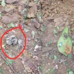 Chaibasa IED bomb recovered from forested hilly area
