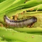 Jharkhand American insects attack on many crops