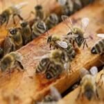 Jharkhand Gumla During the funeral procession suddenly 50 people were attacked by whirlpools