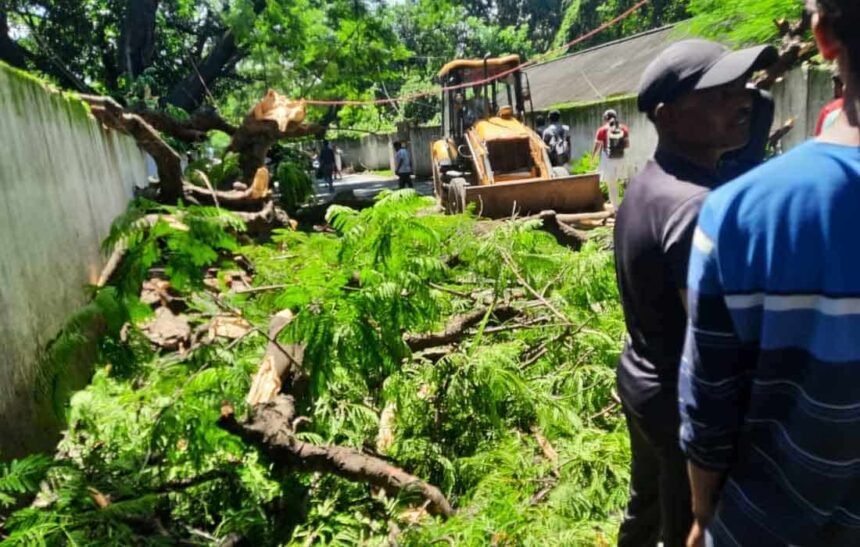 Ranchi Ratu Road A tree suddenly fell two people were injured