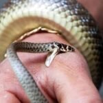 Simdega youth died due to snake bite