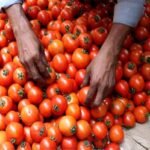 Bangalore tomato tomato News tomato price Karnataka Here the price of tomato is touching the sky, there the silver of thieves