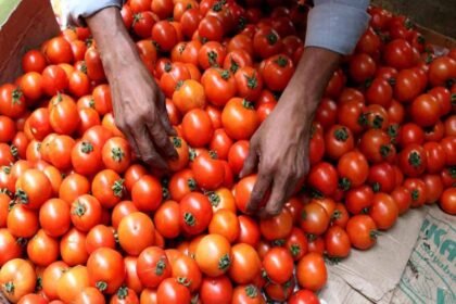 Bangalore tomato tomato News tomato price Karnataka Here the price of tomato is touching the sky, there the silver of thieves