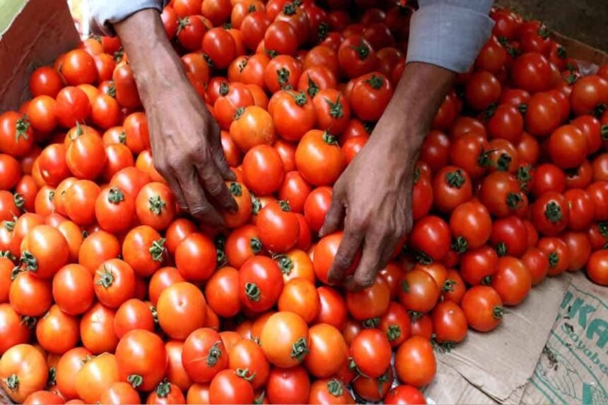 Bangalore tomato tomato News tomato price Karnataka Here the price of tomato is touching the sky, there the silver of thieves