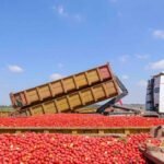 Truck loaded with tomatoes worth 20 lakh missing, FIR registered