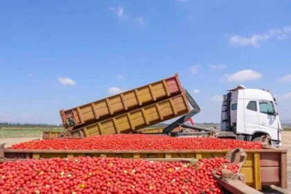 Truck loaded with tomatoes worth 20 lakh missing, FIR registered