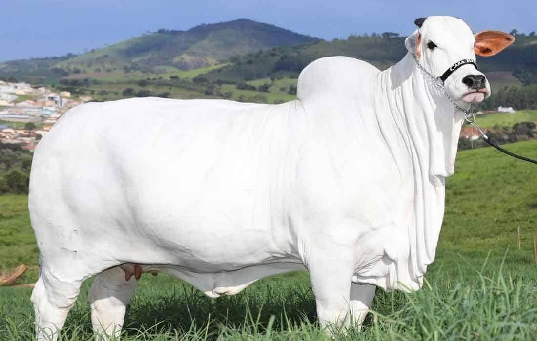 Viatina-19 FIV Mara Imoveis Nellore Breed Cow more expensive than a luxury building
