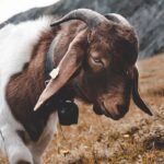 Surajpur District goat goat meat Madanpur Village Goat sacrifice The goat was 'dead', but its eye took the life of the killer