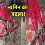 godda-mahagama-jharkhand-woman-lilia-devi-poisonous-snakes-bite-nagin
