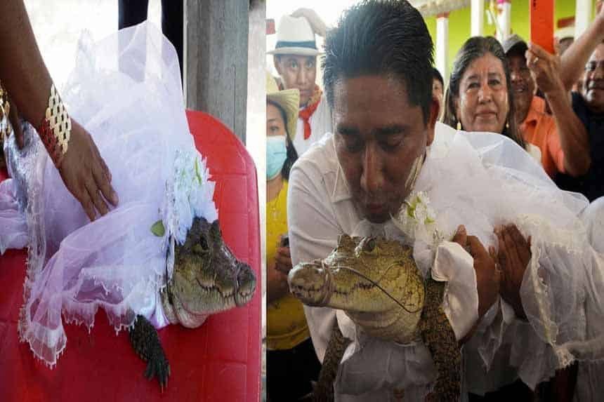 mayor married only a female crocodile