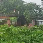 Big Tree Fell on House