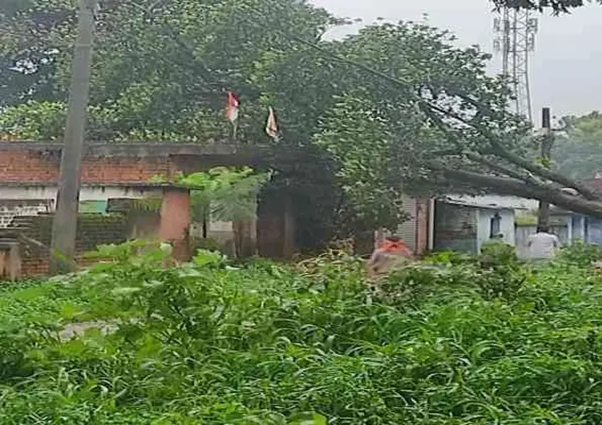 Big Tree Fell on House