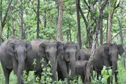 Elephants
