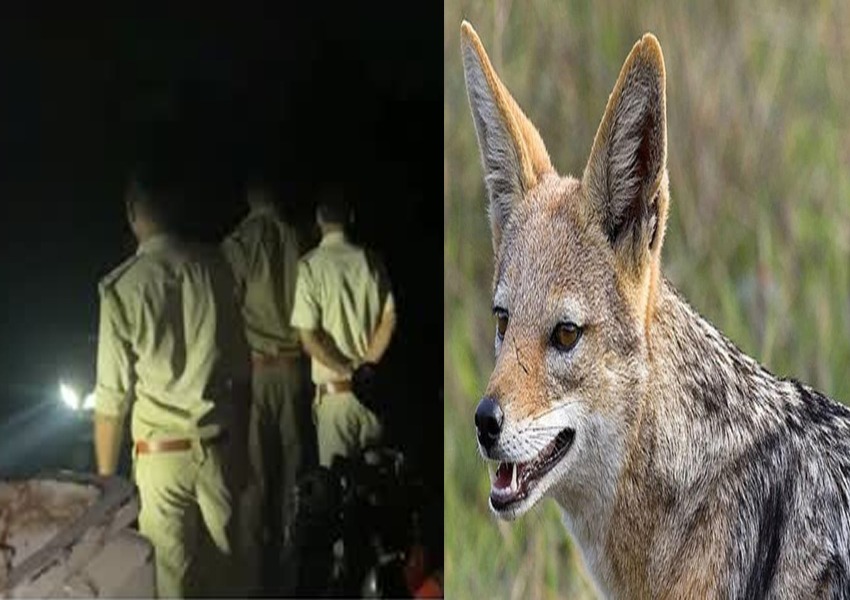 Jackal Terror