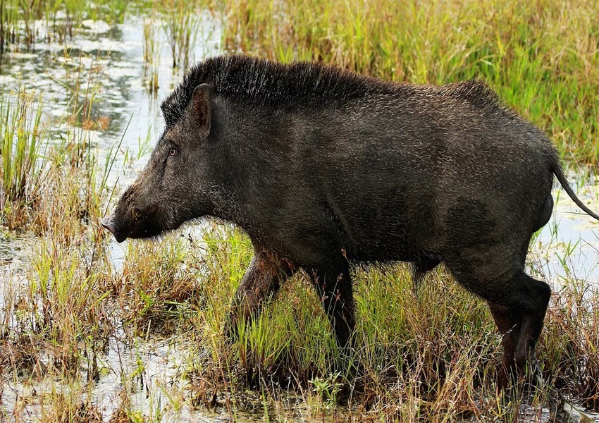 A campaign will be launched to kill Nilgais and wild boars in 5 districts of Bihar, the minister said…