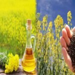 Oh inflation! The price of mustard oil is increasing rapidly, farmers are smiling while the common man is sweating