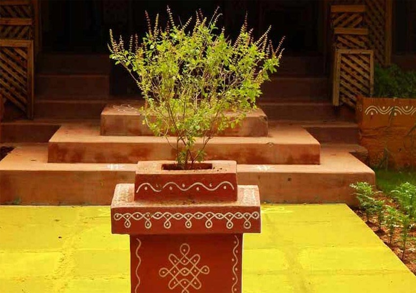 Tulsi Plant Tulsi Plant
