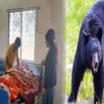 Bears Attacked Woman
