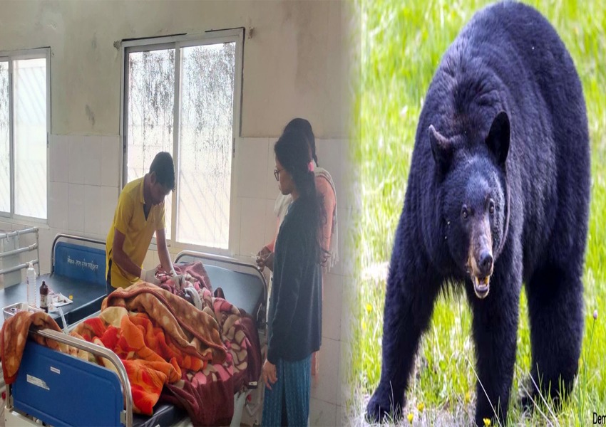 Bears Attacked Woman