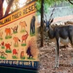 Deer Brought to Palamu Tiger Reserve