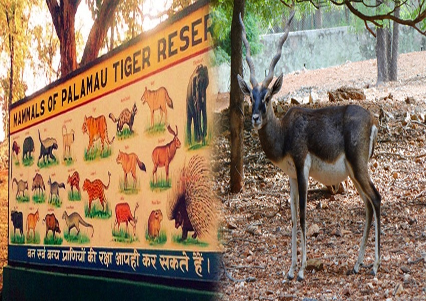 Deer Brought to Palamu Tiger Reserve Deer Brought to Palamu Tiger Reserve