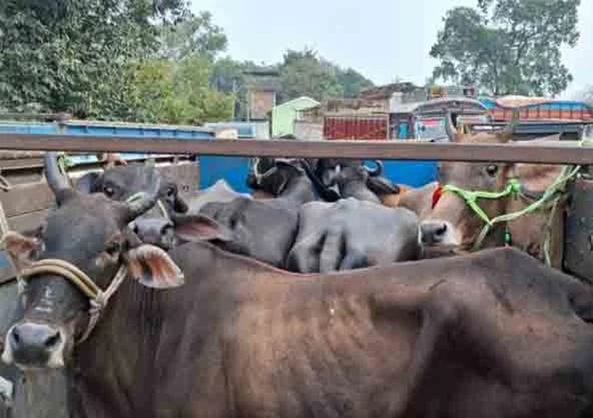 Pickup Vans Filled with Cattle Seized