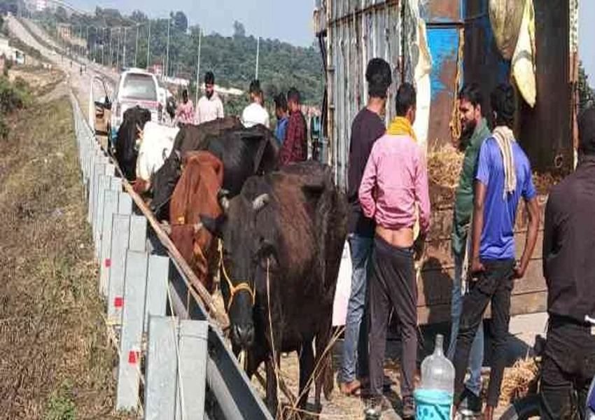 Villagers Caught Pickup Van loaded with Cattle