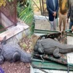 IT Raid on Harvansh Singh Rathore House