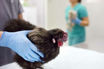 BOKARO BIRD FLU