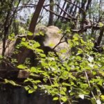 Elephants
