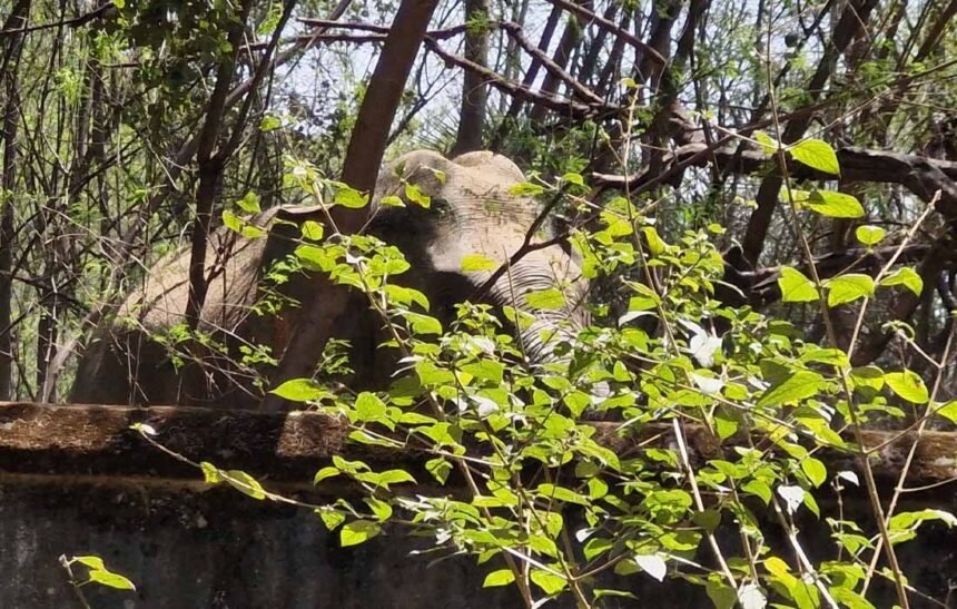 Elephants