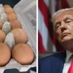 Egg prices rise sharply due to bird flu in America