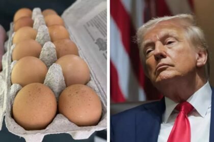 Egg prices rise sharply due to bird flu in America