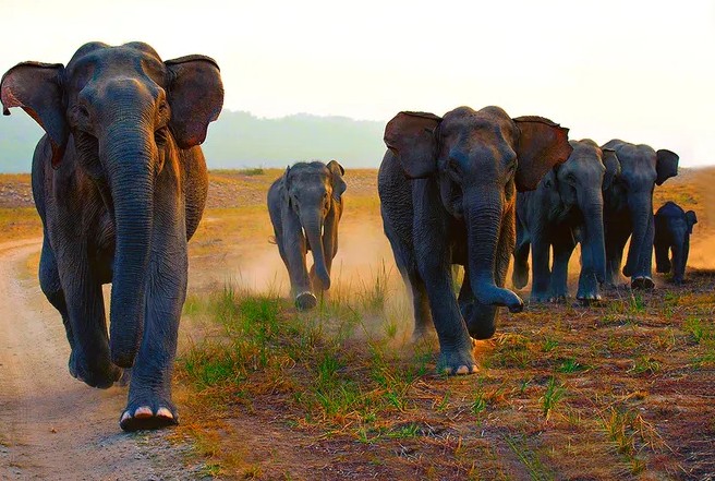 crushes two people to death, villagers terrified