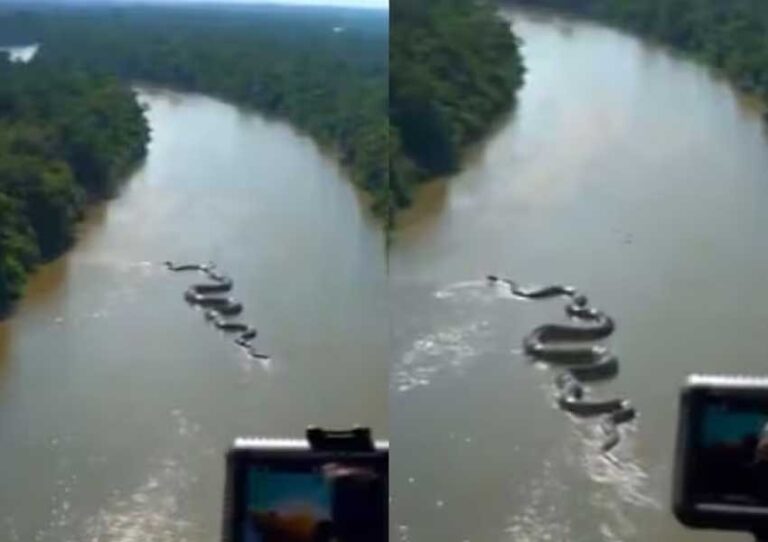 अमेजन जंगल में फिर दिखा विशालकाय एनाकोंडा, वायरल वीडियो देख रूह कांप जाएगी