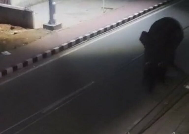 लोहरदगा शहर में जंगली हाथी का आतंक, बिजली ऑफिस और बिरसानगर में मचा हड़कंप लोहरदगा शहर में जंगली हाथी का आतंक, बिजली ऑफिस और बिरसानगर में मचा हड़कंप