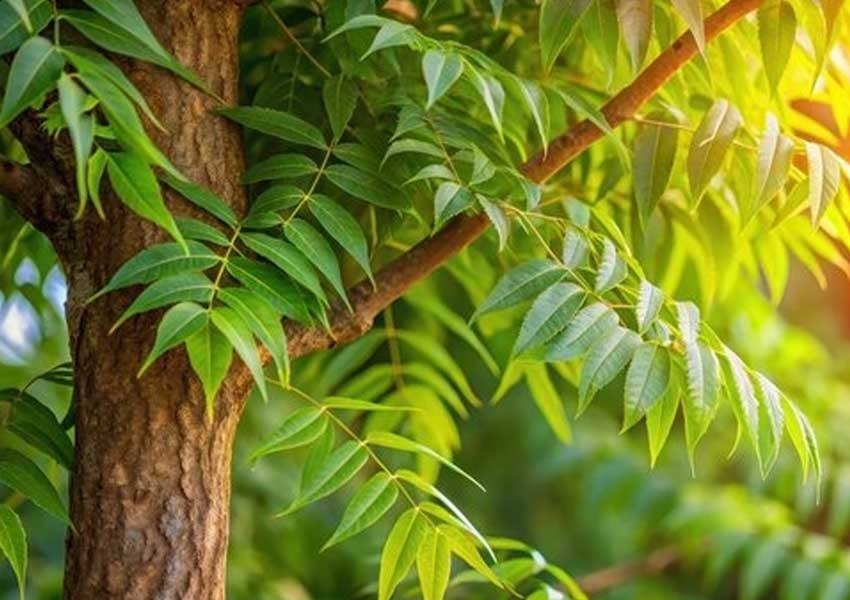 Neem